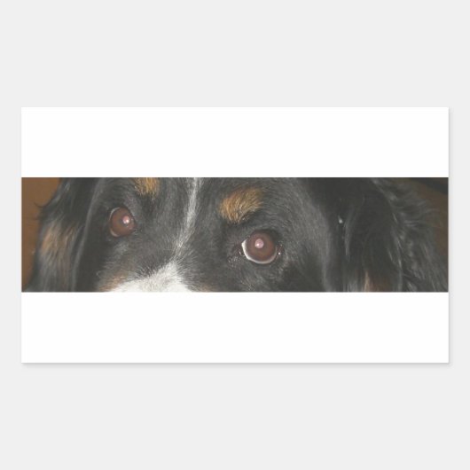 Berner Sennenhond Ogen Rechthoekige Sticker (Voorkant)