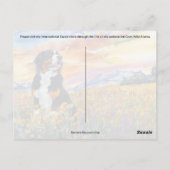 Berner Sennenhond Postcrossing - Briefkaart (Achterkant)