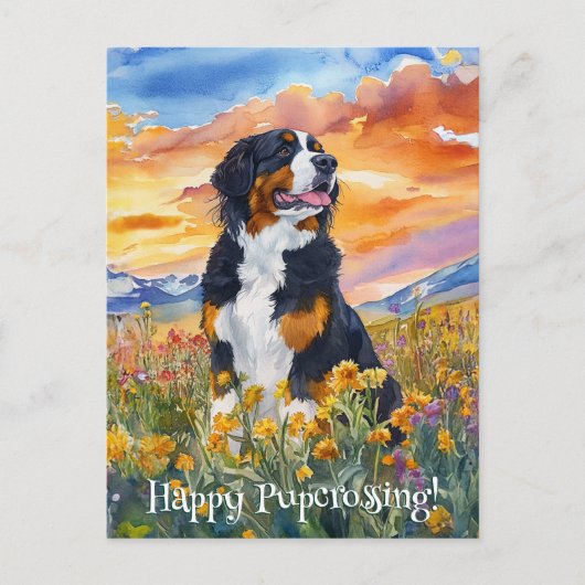 Berner Sennenhond Postcrossing - Briefkaart (Voorkant)