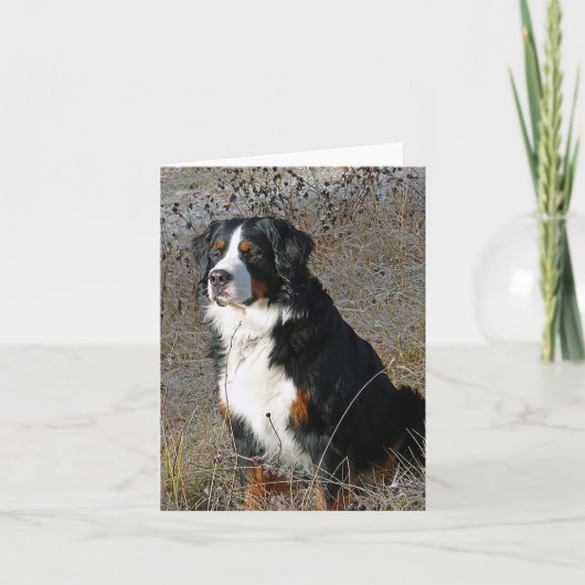 Berner Sennenhond Puppy Dog Note Kaart (Voorkant)