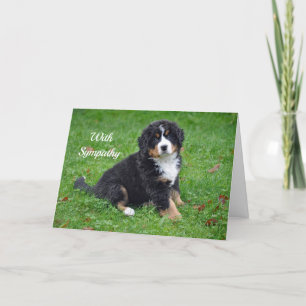 Berner Sennenhond Puppy Foto Sympathie Kaart
