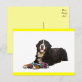 Berner Sennenhond Puppy Hond Blanke Postkaart (Voorkant / Achterkant)