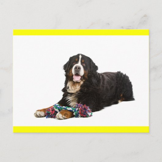 Berner Sennenhond Puppy Hond Blanke Postkaart (Voorkant)