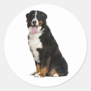 Berner Sennenhond Puppy Moeder Hond Vader Berner R Ronde Sticker