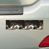 Berner Sennenhond slapen Bumpersticker (Op auto)