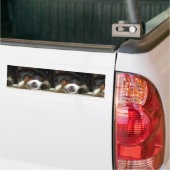 Berner Sennenhond slapen Bumpersticker (Op Truck)