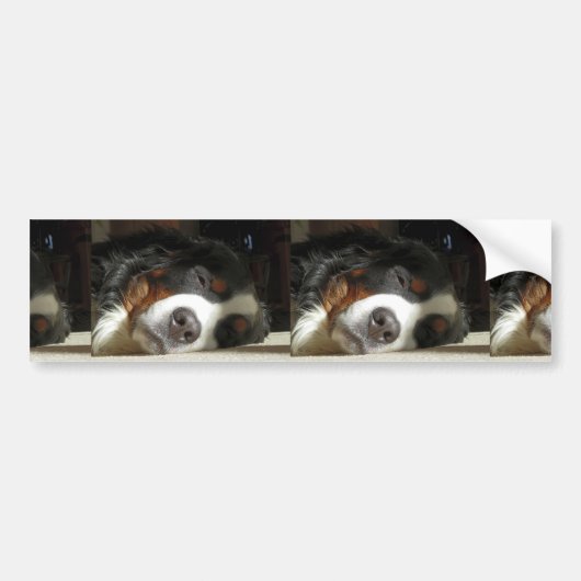 Berner Sennenhond slapen Bumpersticker (Voorkant)