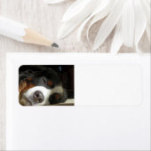 Berner Sennenhond slapen Etiket (Insitu)