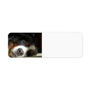 Berner Sennenhond slapen Etiket