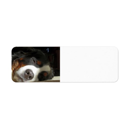 Berner Sennenhond slapen Etiket (Voorkant)