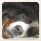 Berner Sennenhond slapen Kartonnen Onderzetters (Voorkant)