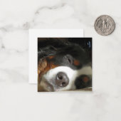 Berner Sennenhond slapen Notitiekaartje (Voorkant / Achterkant in situ)