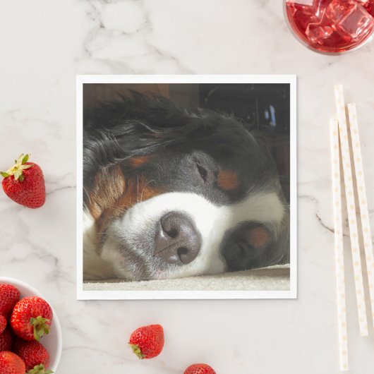 Berner Sennenhond slapen Servet (Insitu)