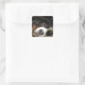 Berner Sennenhond slapen Vierkante Sticker (Tas)