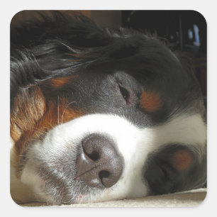 Berner Sennenhond slapen Vierkante Sticker