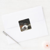 Berner Sennenhond slapen Vierkante Sticker (Envelop)