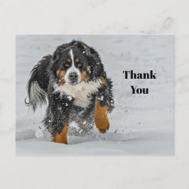 Berner Sennenhond Sneeuw Foto Bedankt Briefkaart