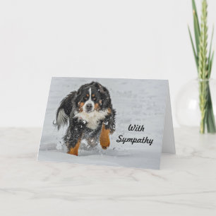 Berner Sennenhond Sneeuw Foto Sympathie Kaart