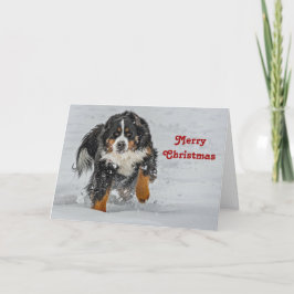 Berner Sennenhond Sneeuwfoto Kerst Feestdagen Kaart