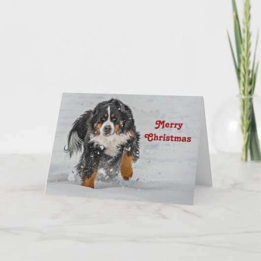 Berner Sennenhond Sneeuwfoto Kerst Feestdagen Kaart (Voorkant)