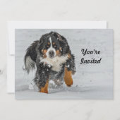 Berner Sennenhond Sneeuwfoto Verjaardag Kaart (Voorkant)