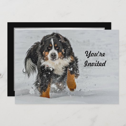 Berner Sennenhond Sneeuwfoto Verjaardag Kaart (Voorkant / Achterkant)