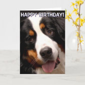 Berner Sennenhond wenskaart Kaart (Gele Bloem)