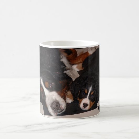 Berner Sennenhonden gaan naar hoofd MOK (Center)