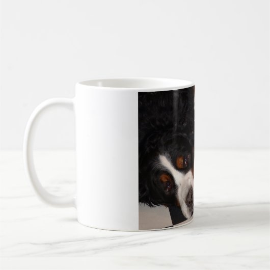 Berner Sennenhonden gaan naar hoofd MOK (Links)