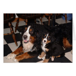 Berner Sennenhonden - Mannelijk en Pup