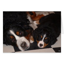 Berner Sennenhonden van top tot teen