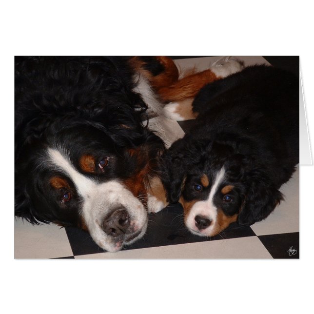 Berner Sennenhonden van top tot teen (Voorkant Horizontaal)