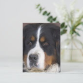 Berner Sennenhund Briefkaart (Staand voorkant)