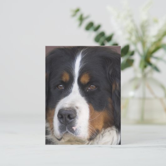 Berner Sennenhund Briefkaart (Staand voorkant)