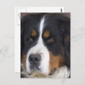 Berner Sennenhund Briefkaart (Voorkant / Achterkant)