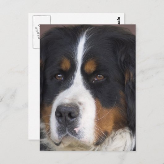 Berner Sennenhund Briefkaart (Voorkant / Achterkant)