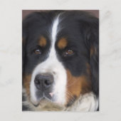 Berner Sennenhund Briefkaart (Voorkant)