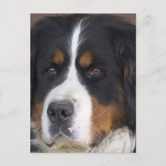 Berner Sennenhund Briefkaart (Voorkant)