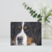 Berner Sennenhund Briefkaart (Staand voorkant)