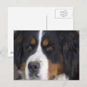 Berner Sennenhund Briefkaart (Voorkant / Achterkant)