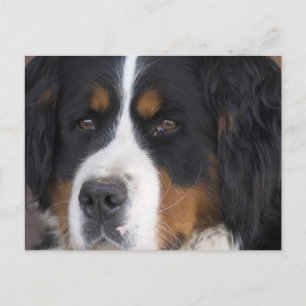 Berner Sennenhund Briefkaart