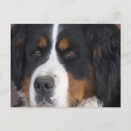 Berner Sennenhund Briefkaart (Voorkant)