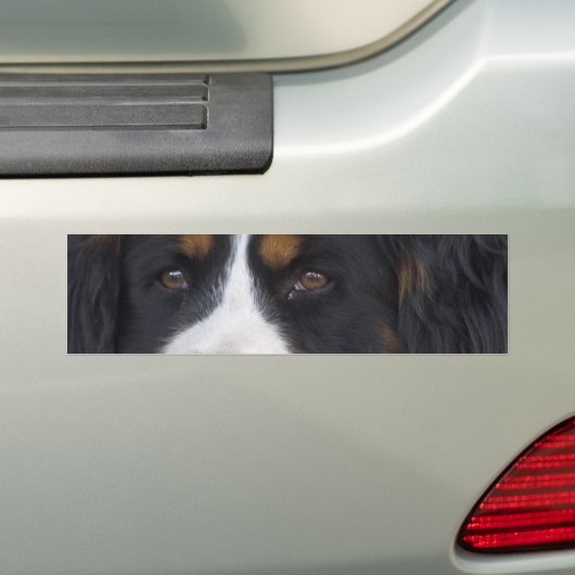 Berner Sennenhund Bumpersticker (Op auto)