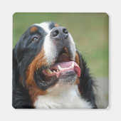 Berner Sennenhund Hondenmagneet Magneet (Voorkant)