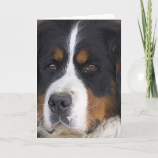 Berner Sennenhund Wenskaart Kaart (Voorkant)