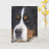 Berner Sennenhund Wenskaart Kaart (Gele Bloem)