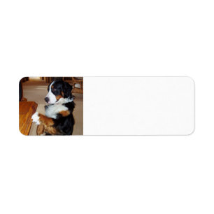 bernese-berg-hond-bedelen.png etiket