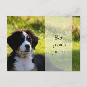 Bernese bergenhond op groen gras briefkaart