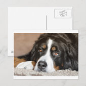 bernese berghond briefkaart (Voorkant / Achterkant)