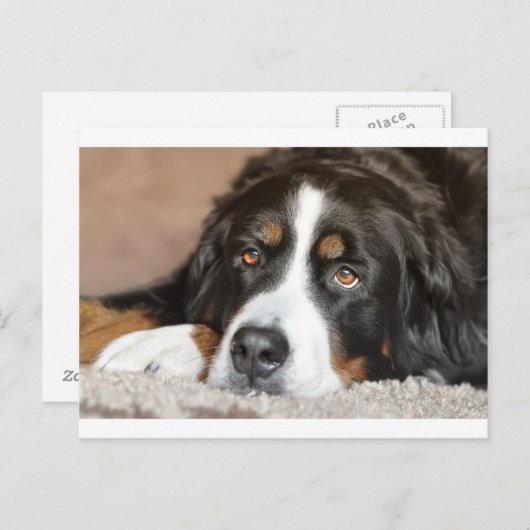 bernese berghond briefkaart (Voorkant / Achterkant)